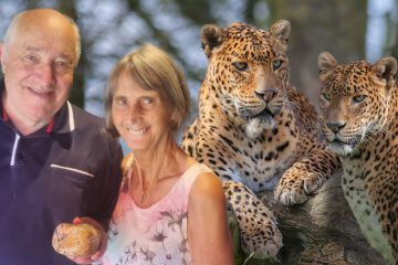 Kann ein Leopard  seine Flecken  verlieren?