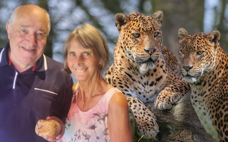 Kann ein Leopard  seine Flecken  verlieren?